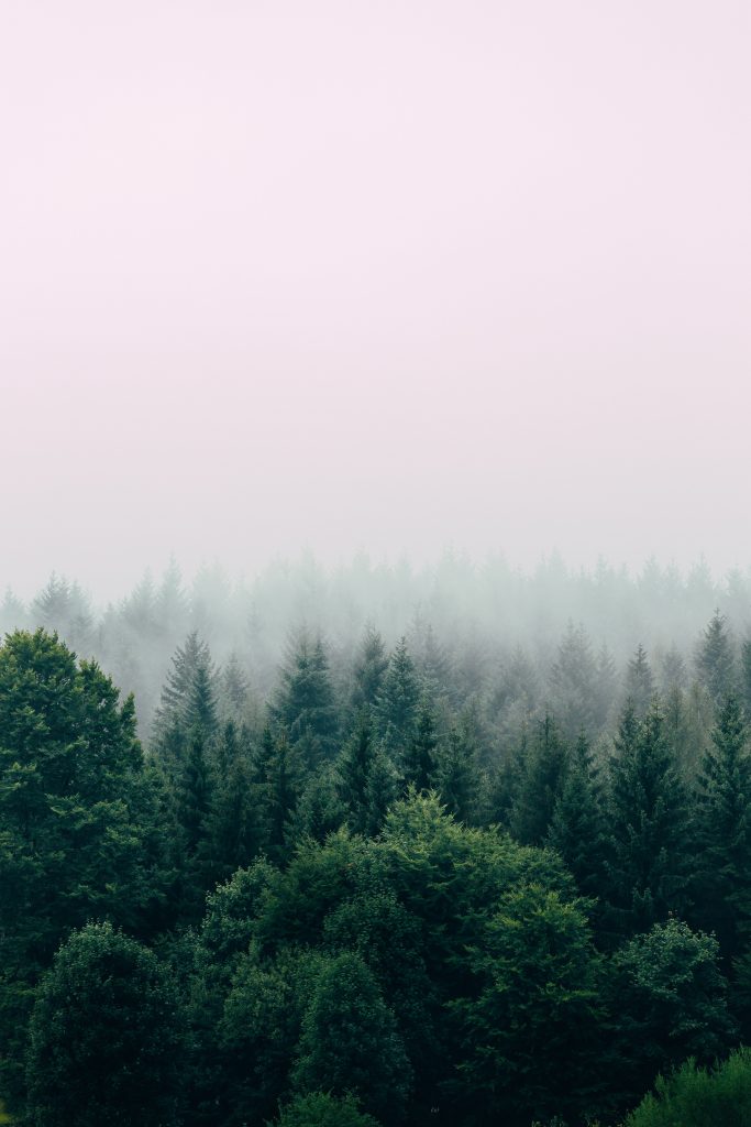 Tall forest trees touching the clouds