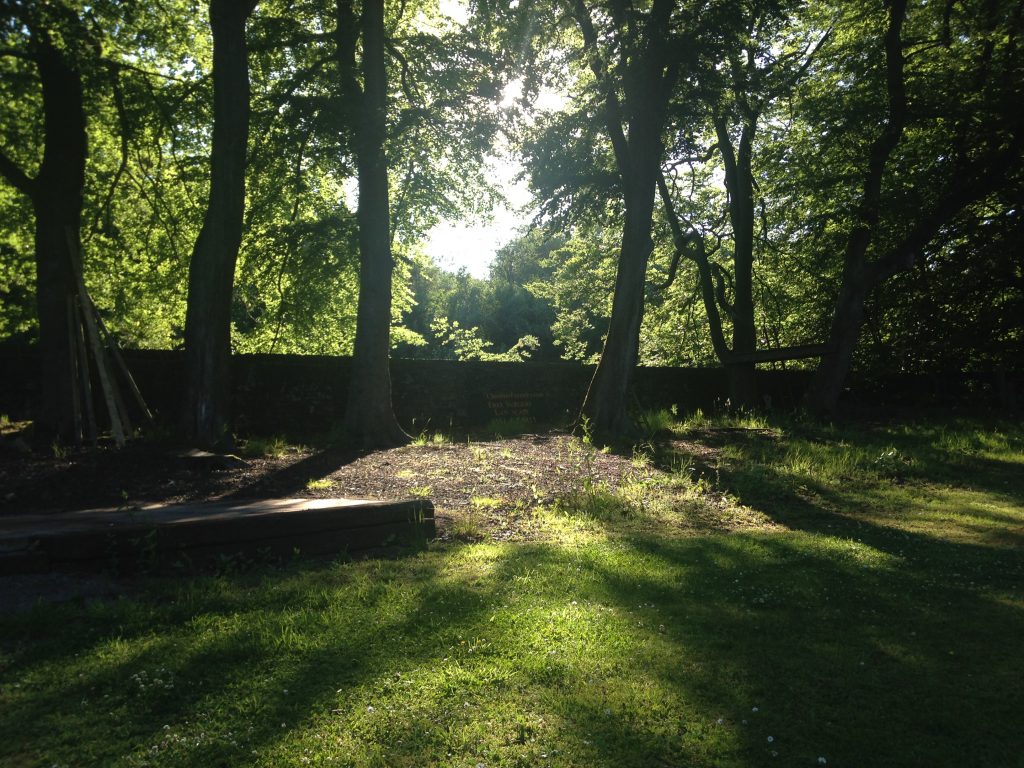 Seeing the sunshine after a tree clearance in Cheshire