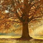 autum oak tree in sunlight