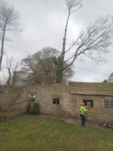 tree removal by old barn
