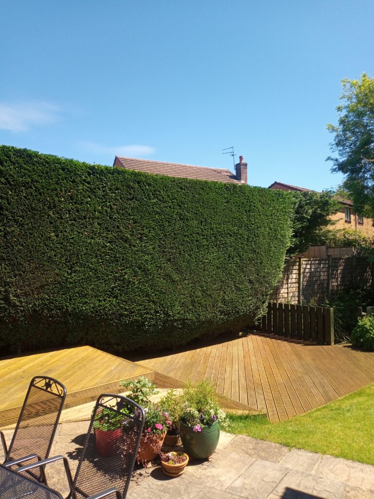 North Chesire forestry Trimmin hedge in manchester
