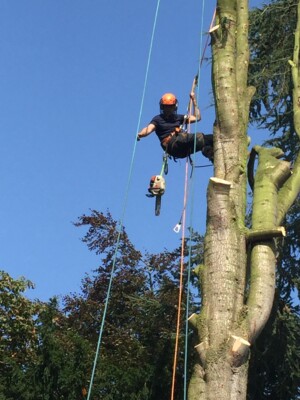 North Cheshire Forestry during Tree Trimming