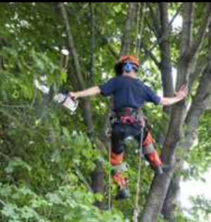 North Cheshire Forestry working up a tree with a chainsaw and safety equipment