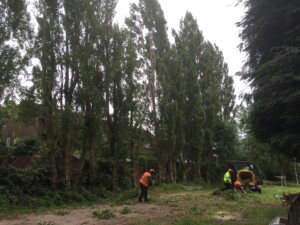 Cleaning up tree trimmings in park
